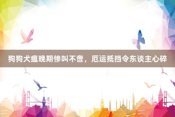 狗狗犬瘟晚期惨叫不啻，厄运抵挡令东谈主心碎